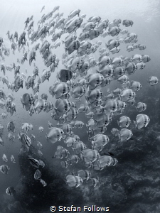 "Boom, boom, boom, boom ... " John Lee Hooker. Longfin Ba... by Stefan Follows 